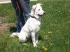 Snowy