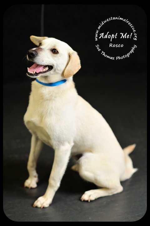 Rosco