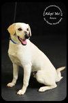Rosco