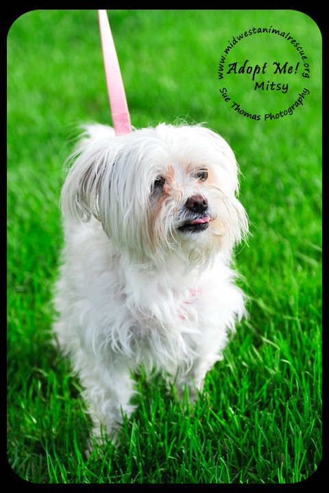 Mitsy
