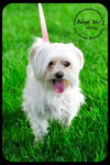 Mitsy