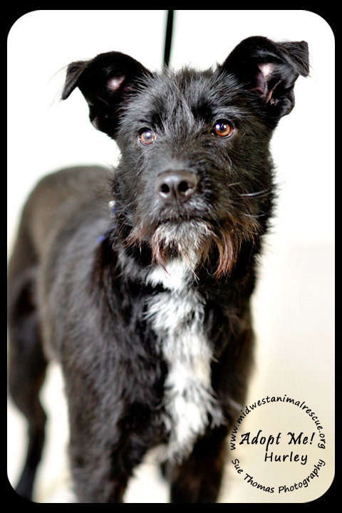 Hurley