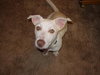 Lettie