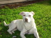 Lettie