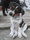 Sugar -Puppy