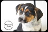 Sugar -Puppy