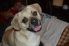 Buddy
