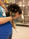 Archie-Puppy