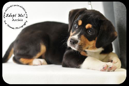 Archie-Puppy