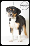 Archie-Puppy