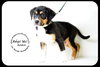 Archie-Puppy