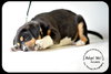 Archie-Puppy