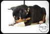 Archie-Puppy