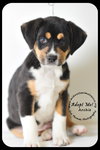 Archie-Puppy