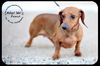 Peanut