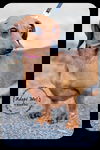 Peanut