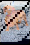 Peanut
