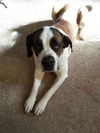 Brandy-Foster Needed