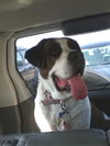 Brandy-Foster Needed