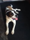 Brandy-Foster Needed