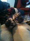 Miss Tiny