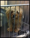 Bitty