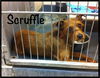 Scruffle
