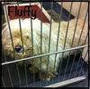 Fluffy