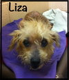 Liza Senior