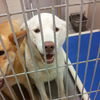 Deliah - *URGENT* Foster Needed 5/11/13