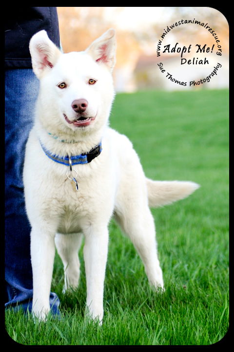 Deliah - *URGENT* Foster Needed 5/11/13