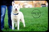 Deliah - *URGENT* Foster Needed 5/11/13