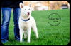 Deliah - *URGENT* Foster Needed 5/11/13