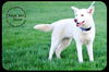 Deliah - *URGENT* Foster Needed 5/11/13