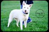 Deliah - *URGENT* Foster Needed 5/11/13