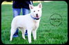 Deliah - *URGENT* Foster Needed 5/11/13