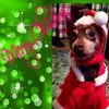 Holly