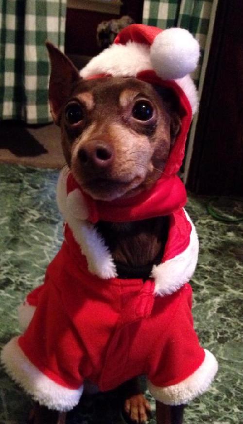 Holly