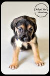 Hermione-Puppy