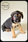 Hermione-Puppy