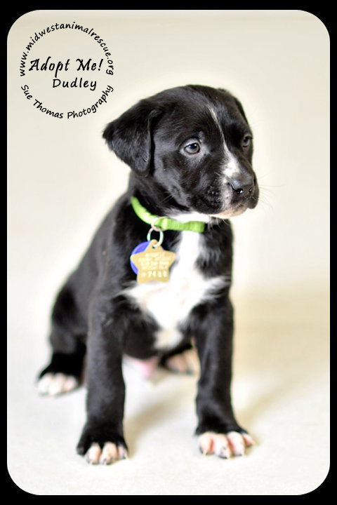 Dudley Puppy
