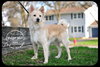 Kodi