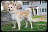 Kodi