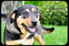 Suzi