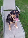 Suzi
