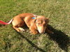 Meela puppy