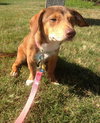 Meela puppy