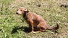 Meela puppy