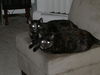 Cally - Urgent Foster Needed w/Cassie
