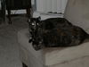 Cally - Urgent Foster Needed w/Cassie